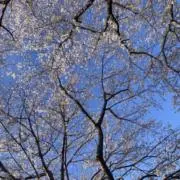 anriの画像