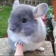 Juiの画像