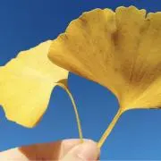 リヤ　ママの画像