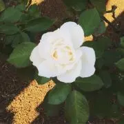 みやこの画像