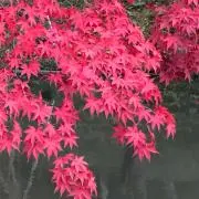 ひぐらし