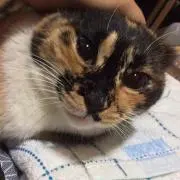 ぢぇいの画像