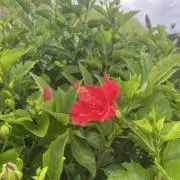 りんごの画像