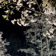 ゆあの画像