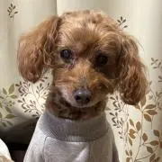 はなの画像