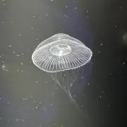 しずー