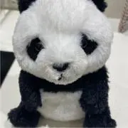 pandaの画像