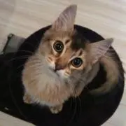 あらちゃん