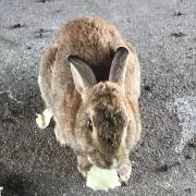 チョコレートパーシー
