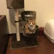 マキ