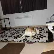かつおのえぼし