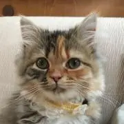 ぷぅの画像