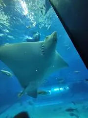Guuたらの画像