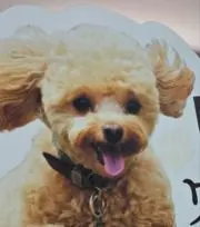 いぬころの画像