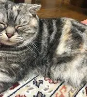 のりたの画像
