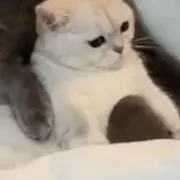 ななみんの画像