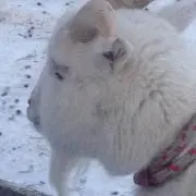 マシュウ