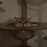 Kaiiiの画像