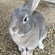 プルプルの画像