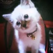 かるび