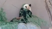 ともはるの画像