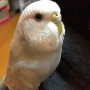 ユンケルの画像