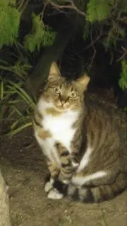 かさはらやま