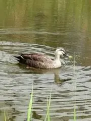 つちこ