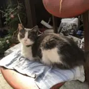 コーヒーCAT