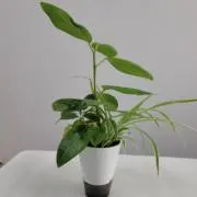 Jackieの画像