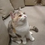 ねこの画像