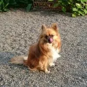 チョコ