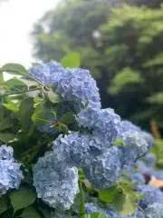 こはの画像