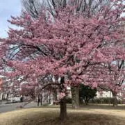 シャミの画像