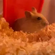 ハムスターLOVE♥️の画像