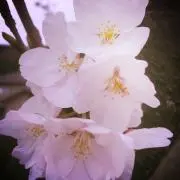 kaoriiiの画像