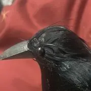 クモの画像