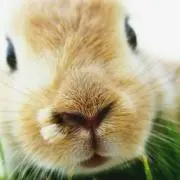 ぶたうさぎ