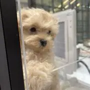 チャムピの画像