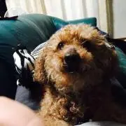 れるん