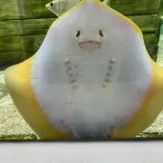 るいの画像