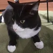 おにぎりの画像
