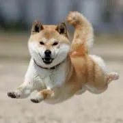 しー