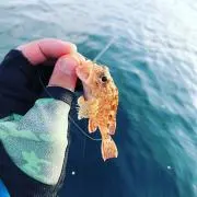 ぱんぱかティルトットの画像