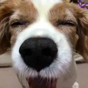ショコラ