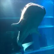 チップの画像