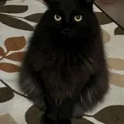 まめ