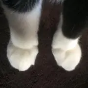 NICONECCOの画像