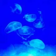まろの画像