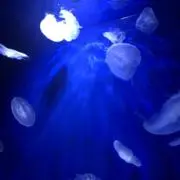 リルリルの画像